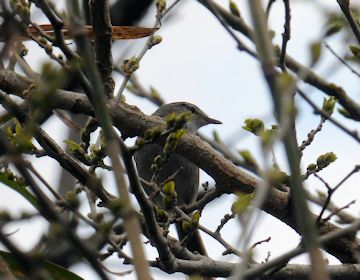 ��H�r�I�g�[�v�̃E�O�C�X